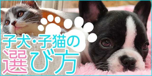 子犬・子猫の探し方